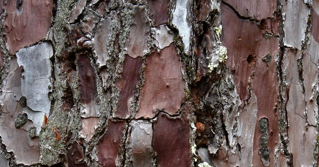 photo of natual textured wooden surface