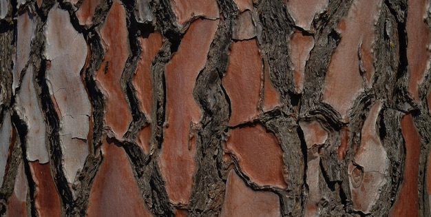 photo of natual textured wooden surface