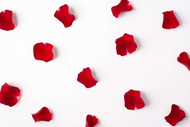 Photo overhead of roses and petals isolated on the white background