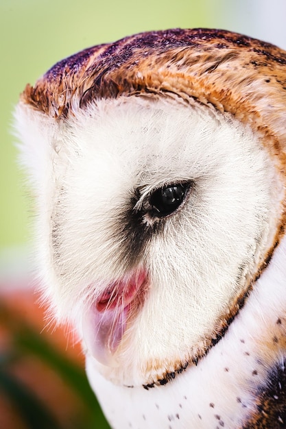 Photo photo of an owl in macro photography high resolution baby owl photo barn owl tyto furcata or tyto alba also known as barn owl catholic owl and deathshroud this species belongs to the tytonidae family