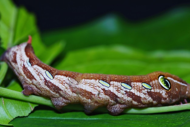 Photo of Papilio demoleus malayanus Wall