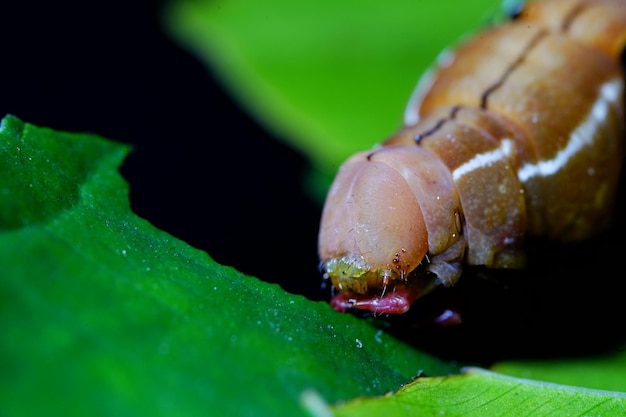 Photo of Papilio demoleus malayanus Wall