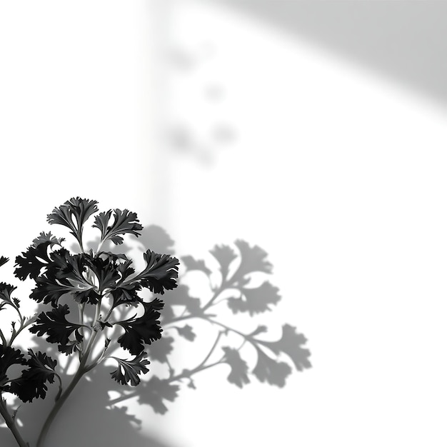 Photo of Parsley Leaves Shadow Casting Intricate Frilled Patterns Soft Diffusion With Delicate Det