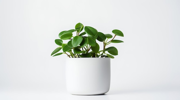 Photo of Peperomia in minimalist pot as houseplant for home decoration