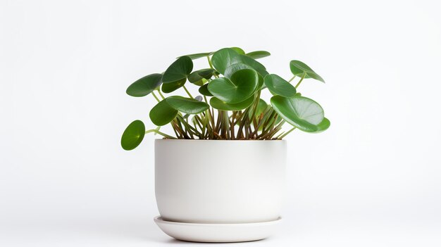 Photo of Peperomia in minimalist pot as houseplant for home decoration