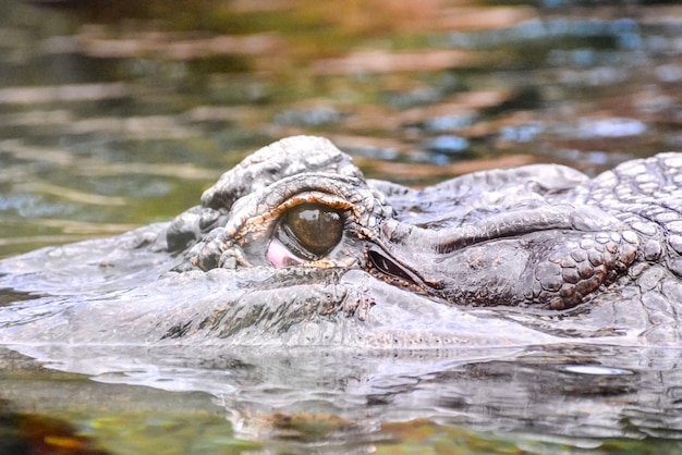 Photo Picture of an Amphibian Beautiful Animal Crocodile