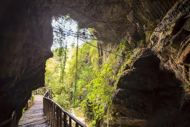 Photo Picture of Deep Forest Pathway Wooden Footbridge