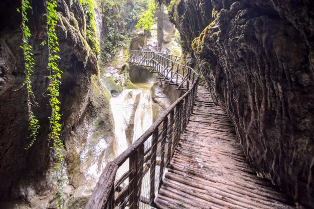 Photo Picture of Deep Forest Pathway Wooden Footbridge