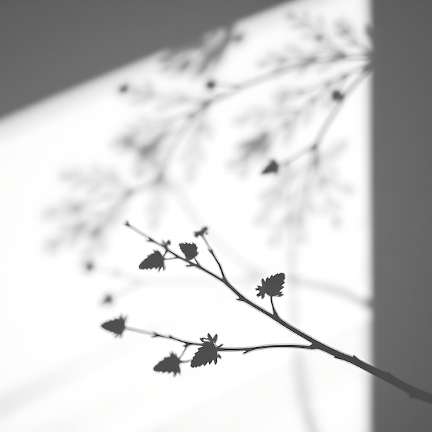 Photo of Pinecone Cluster Shadows Spiky Overlapping Shadows With a Detailed Texture High Contrast