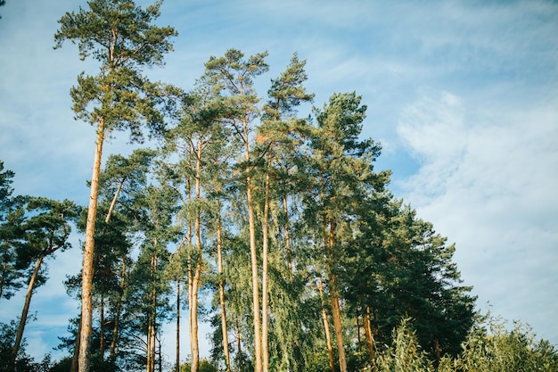 Photo of pines blue sky with clouds