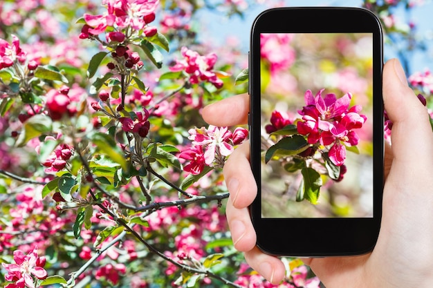 Photo of pink blossoms of apple tree on smartphone