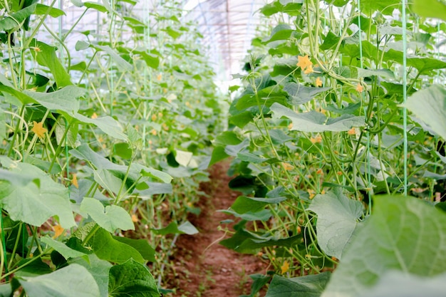 Photo plantation of cucumbers