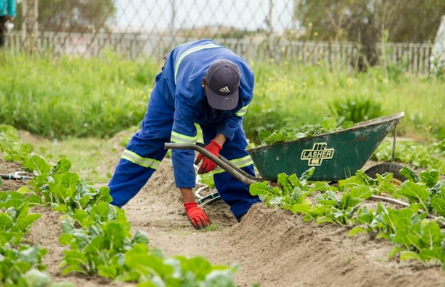 Photo planting ricefarmers in the field