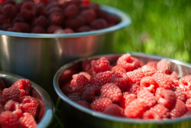 Photo of raspberry in the garden