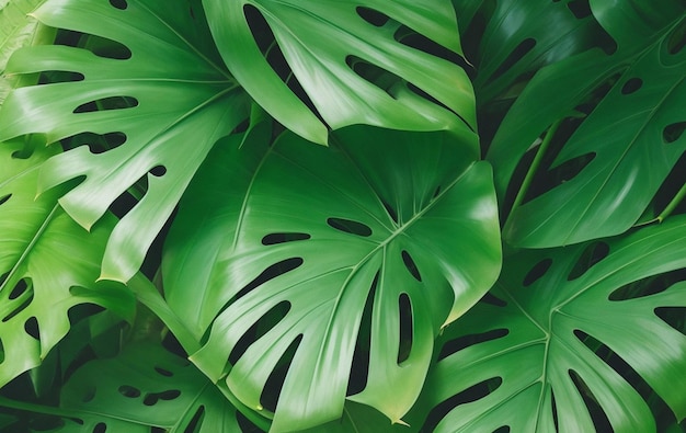 Photo realistic tropical green leaves monstera background