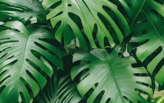 Photo realistic tropical green leaves monstera background