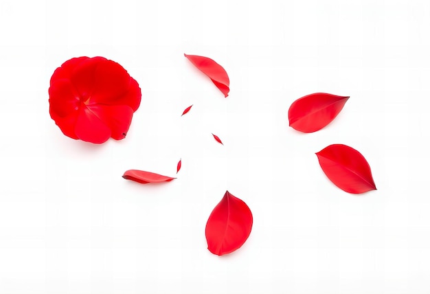 Photo Red rose petal falling on a white background