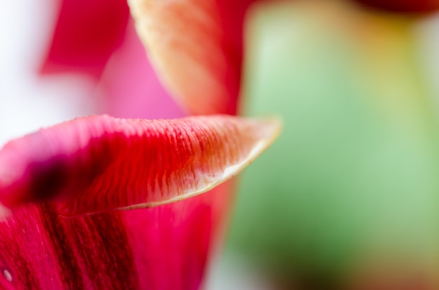 Photo of red tulip with a pestle. macro photo