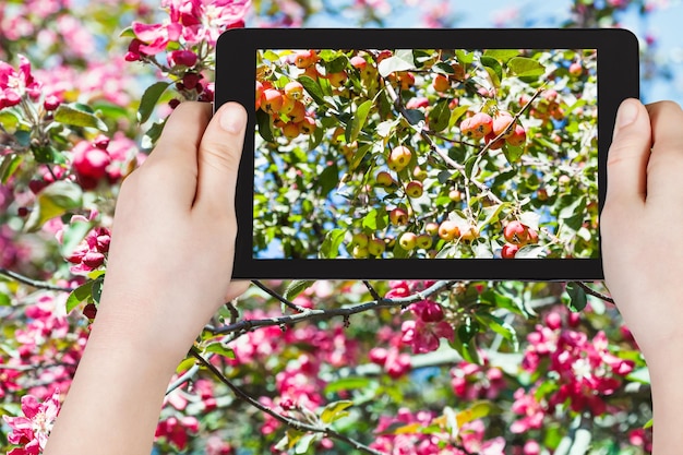 Photo of ripe pink apples on tree with blossoms