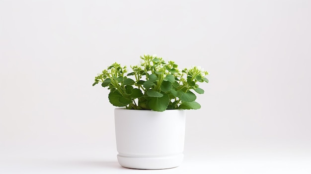 Photo of Rockcress flower in pot isolated on white background