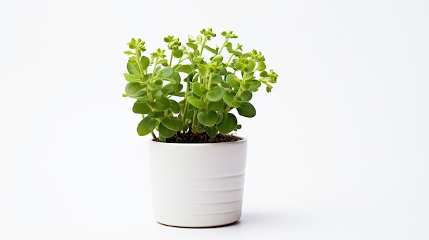 Photo of Rockcress flower in pot isolated on white background