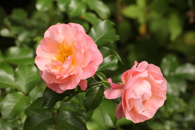 Photo of a rose on a green background