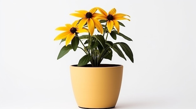 Photo of Rudbeckia flower in pot isolated on white background