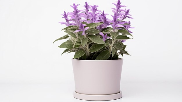 Photo of Salvia flower in pot isolated on white background