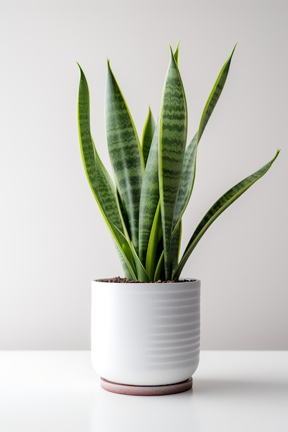 Photo of Sansevieria trifasciata in white pot as houseplant on white background