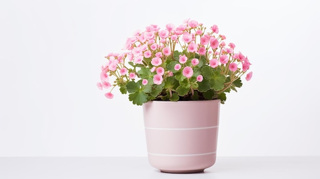 Photo of Saxifrage flower in pot isolated on white background