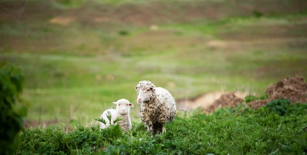 Photo of a sheep mother and baby lamb in filed, cute fluffy animals