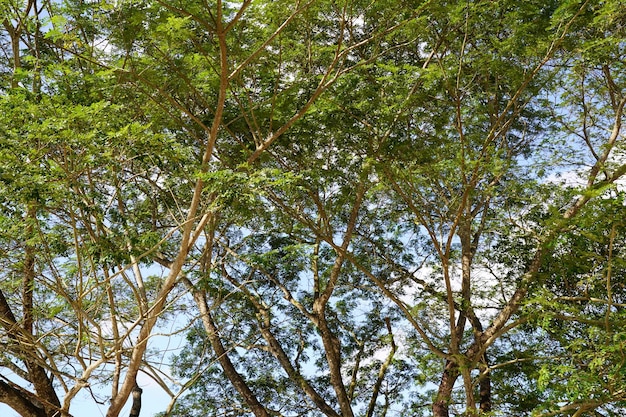 Photo shooting tree from below to the top