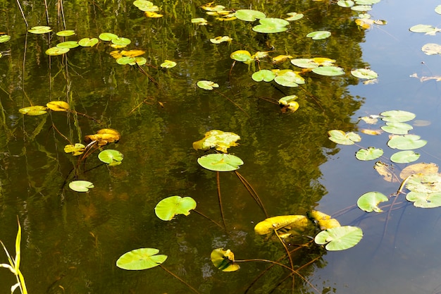 Photo of a small lake made close-up