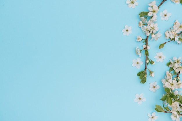 Photo of spring white cherry blossom tree on blue surface