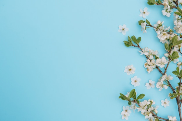 Photo of spring white cherry blossom tree on blue surface