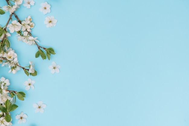 Photo of spring white cherry blossom tree on blue surface