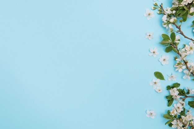 Photo of spring white cherry blossom tree on blue surface