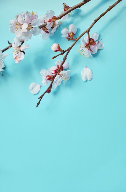 Photo of spring white cherry blossom tree on pastel blue wooden background