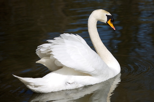 A photo of a swan in freedom