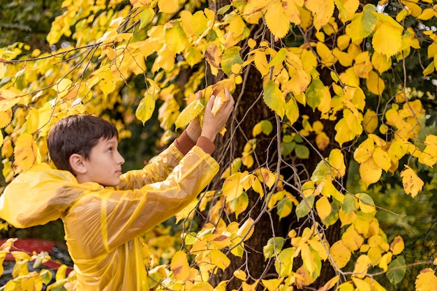 Photo of teenage boy in a yellow raincoat among autumn leaves, walking in park, picking leaves