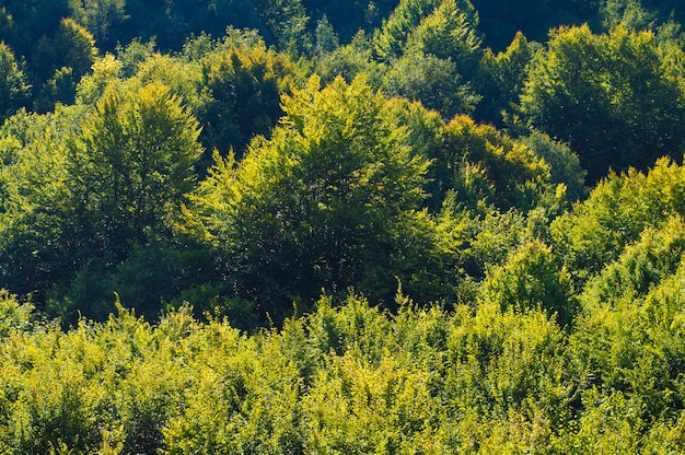 Photo texture of green foliage