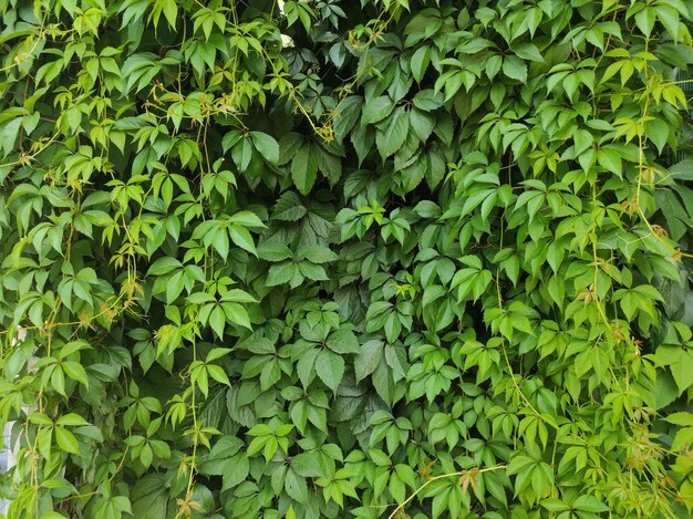 photo texture of green leaf background