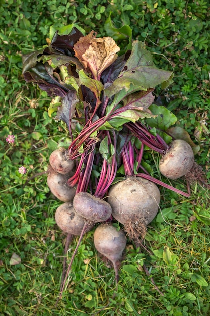 Photo on top of beets on garden beds at summer day