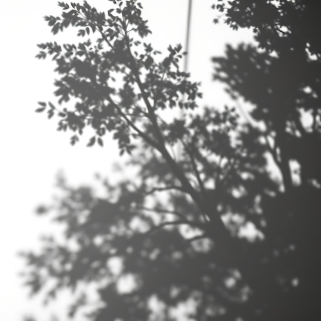 Photo of Tree Canopy Shadow Casting Broad Dappled Shapes Soft Overlapping Edges Create Depth Fore