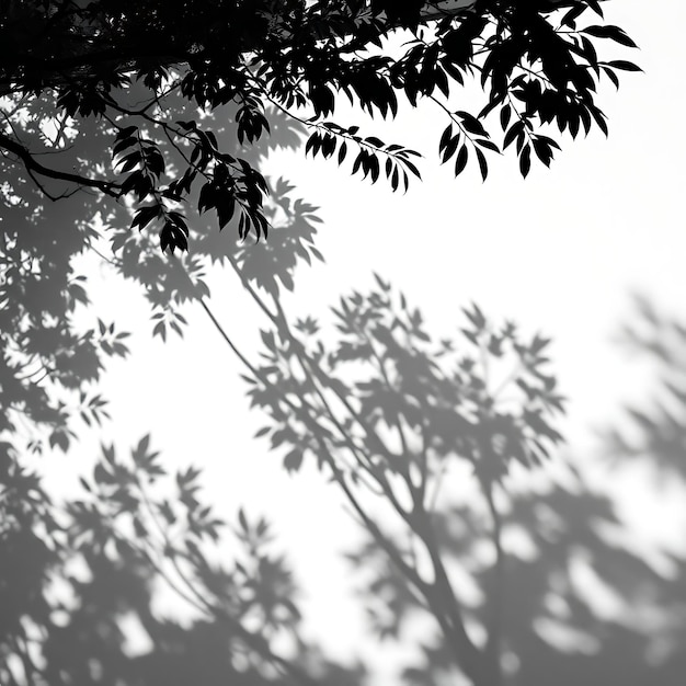 Photo of Tropical Tree Canopy Shadows Forming Dappled Light Patterns Soft Broken Edges With Varyin