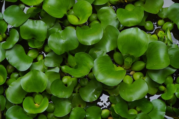 Photo of water hyacinth plant in nature