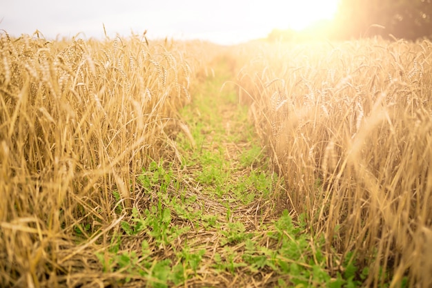 Photo of wheat field road with green grass on summer day