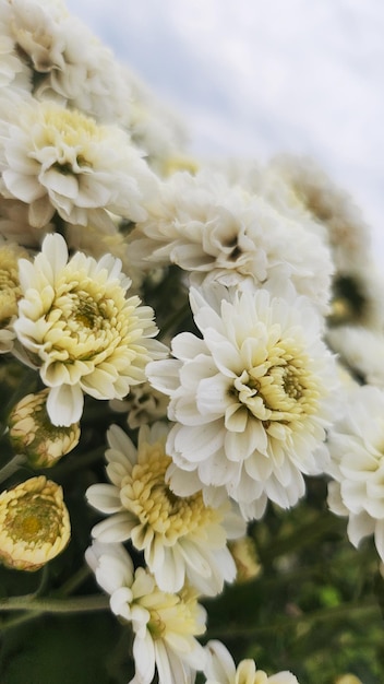 photo white gerbera daisy and white caspia