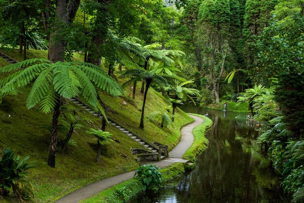 photo with beautiful tropical nature in summer on san miguel island azores portugal