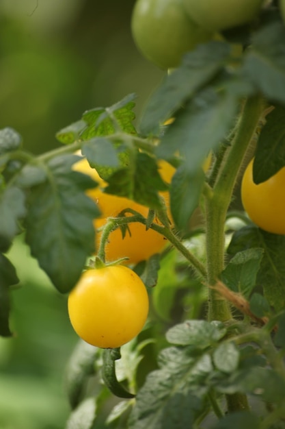 Photo of yellow tomatoes on a branch